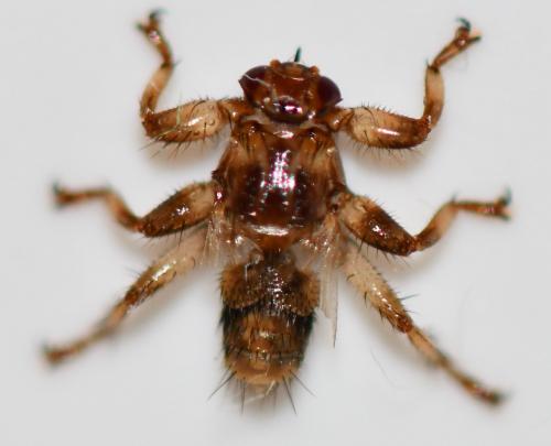 Lipoptena cervi